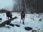 imag0237lo-2-samca-r-1-ot