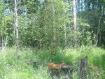imag0246-ks-samka-i-0