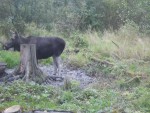 imag0247-lo-samka-0-00030