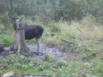 imag0247-lo-samka-0-00063