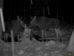 imag0250-lo-samka-i-telen