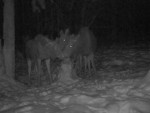 imag0256-lo-troe-0-000039