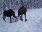 imag0258-lo-dvoe-bet-kopy