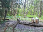 imag0265-ks-samka-0-mov_s