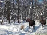 imag0265-lo-samka-i-2-tel