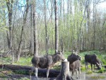 imag0266-lo-samka-i-2-tel