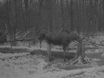 imag0271-lo-troe-0-000871
