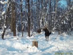 imag0274-lo-samka-i-2-tel