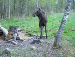 imag0276-lo-bychok-0-mov_