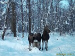 imag0276-lo-samka-i-2-tel