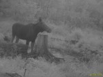 imag0278-lo-samka-0-00008