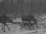 imag0279-lo-samka-i-2-tel