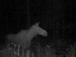 imag0284-lo-samka-0-mov_s