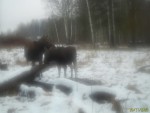 imag0287-lo-samka-i-telen
