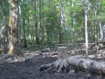 imag0299-zhuravl-2-vzr-i-
