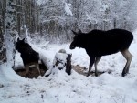 imag0321-lo-samka-i-0