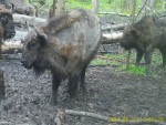 imag0351-zu-linyayut-i-ch