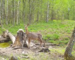 imag0359-ks-samka-0-00006
