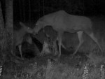 imag0361-lo-2-samki-0-mov