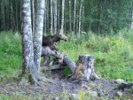 imag0380-lo-samka-i-2-tel