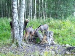 imag0394-lo-samka-i-2-tel