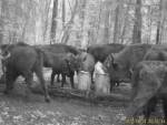 imag0407-zu-stado-0-mov_s