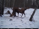 imag0422-ol-4-roga