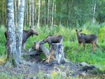 imag0425-lo-samka-i-2-tel
