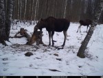 imag0438-lo-samka-i-telen