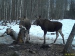 imag0486-lo-samka-i-bycho