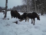 imag0513-lo-samka-i-2-tel