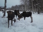 imag0518-lo-samka-i-2-tel