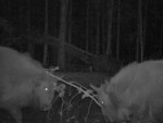 imag0586-zu-i-derevo-0-00