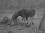 imag0625-lo-samka-i-telen
