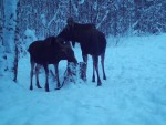 imag0626-lo-moet-telenka-
