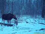 imag0655-lo-bychok-zhiv-0