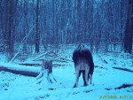 imag0661-lo-bychok-pet-0-