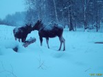 imag0686-lo-samka-i-telen