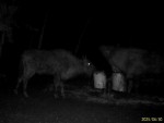 imag0708-zu-cheshitsya-0-