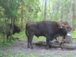 imag0709-zu-3-cheshitsya-