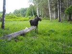imag0757-lo-samka-0-mov_s