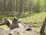 imag0791-hischnaya-ptica-