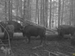 imag0857-zu-stado-0-00009