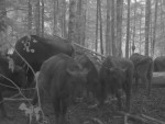 imag0860-zu-stado-pisaet-