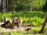 imag1085-ks-samka-0-mov_s