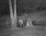 imag1114-lo-samka-i-2-tel