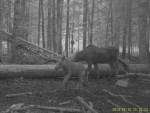 imag1205-lo-samka-s-telen