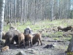 imag1249-ka-20-stado-deru