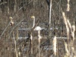 img-20240415-wa0016