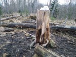 img-20250311-wa0015-biote